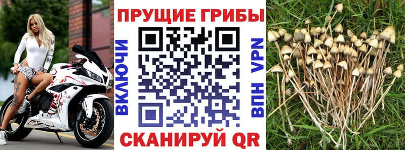 купить  цена  Богородск  Галлюциногенные грибы Magic Shrooms 