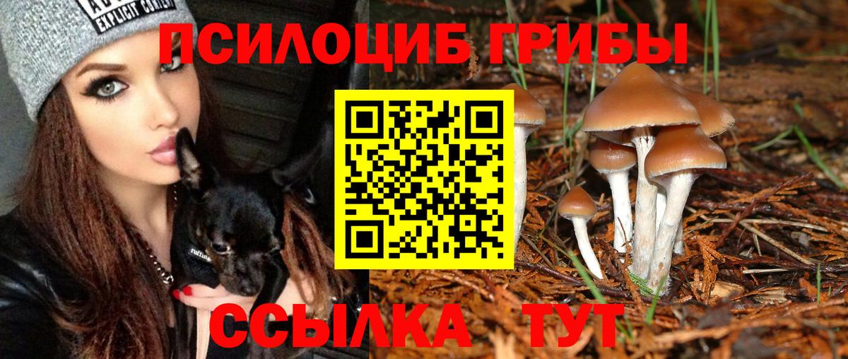 Галлюциногенные грибы Psilocybine cubensis Богородск